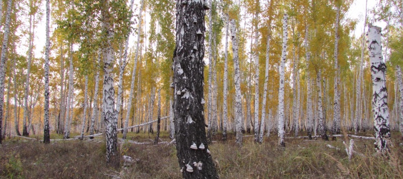 Таволжанская Sogra
