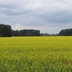 Таволжанская Sogra