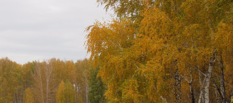 Таволжанская Sogra