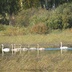 Таволжанская Sogra