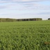 Таволжанская Sogra