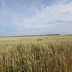 Таволжанская Sogra