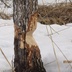 Таволжанская Sogra