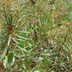Таволжанская Sogra