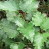 Таволжанская Sogra