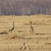 Таволжанская Sogra