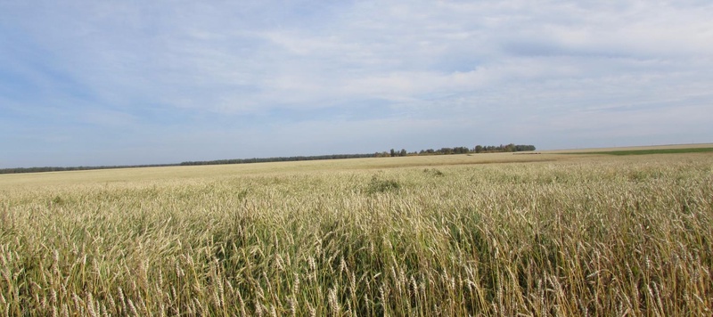 Таволжанская Sogra