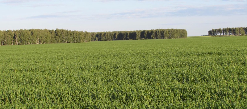 Таволжанская Sogra