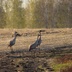 Таволжанская Sogra