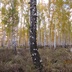 Таволжанская Sogra