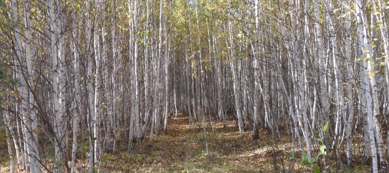 Таволжанская Sogra