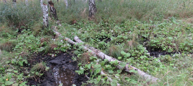 Таволжанская Sogra