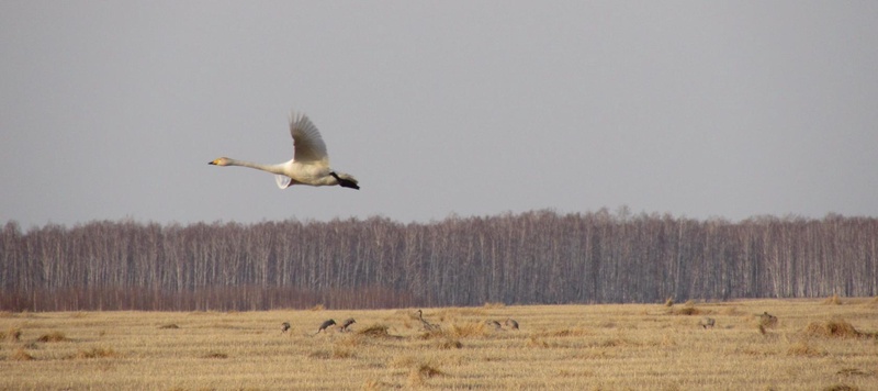 Таволжанская Sogra