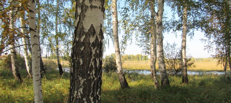 Таволжанская Sogra