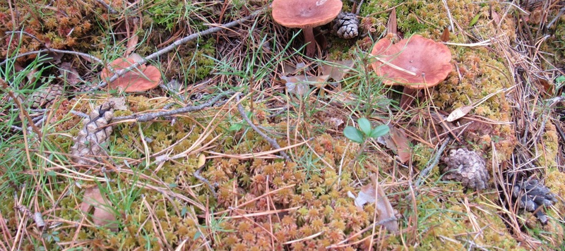 Таволжанская Sogra