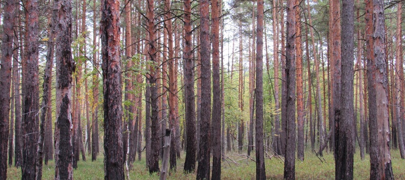 Таволжанская Sogra