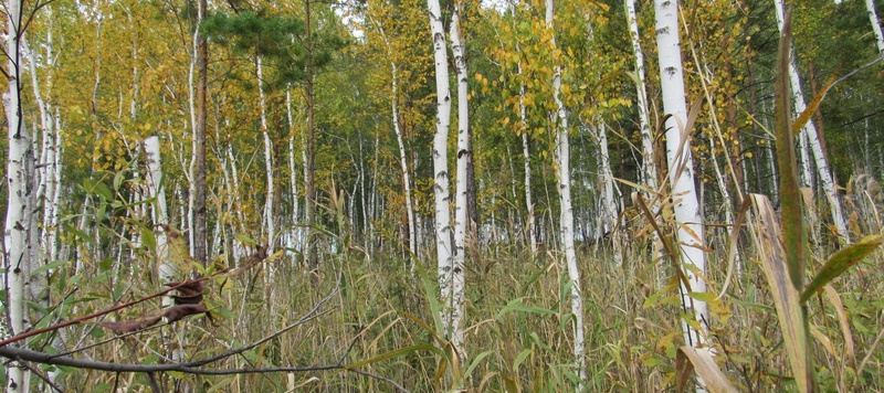 Таволжанская Sogra