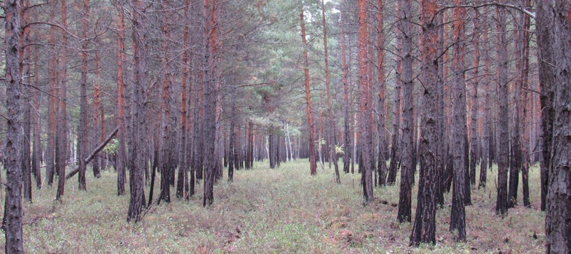 Таволжанская Sogra