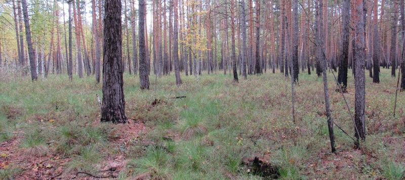 Таволжанская Sogra