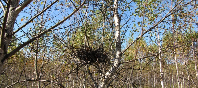Таволжанская Sogra