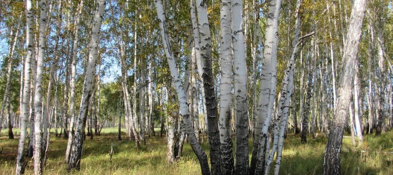 Таволжанская Sogra
