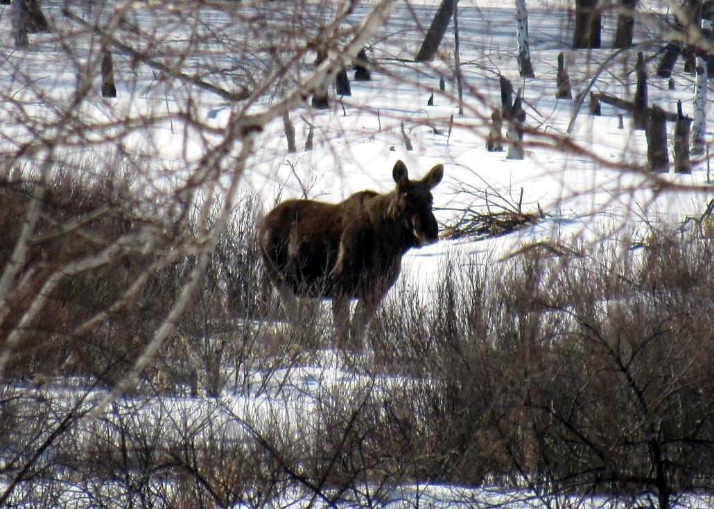 Лось
